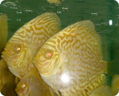 Albino Yellow Dragon Discus Fish - 5-6 inch Albino Yellow Dragon Discus Fish - 5-6 inch